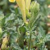 Scutellaria orientalis 'Eastern Sun', flowers