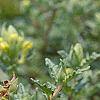 Scutellaria orientalis 'Eastern Sun', flowers