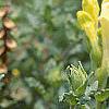 Scutellaria orientalis 'Eastern Sun', flowers
