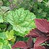 Solenostemon 'Colorblaze Marooned', habit