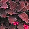 Solenostemon 'Colorblaze Marooned', habit