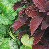 Solenostemon 'Colorblaze Marooned', habit