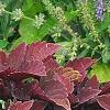 Solenostemon 'Colorblaze Marooned', habit