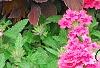 Solenostemon 'Colorblaze Marooned', habit