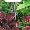 Solenostemon 'Colorblaze Marooned', habit