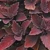 Solenostemon 'Colorblaze Marooned', habit