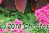 Solenostemon 'Colorblaze Marooned', habit