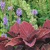 Solenostemon 'Colorblaze Marooned', habit