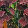Solenostemon 'Colorblaze Marooned', habit
