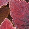 Solenostemon 'Colorblaze Marooned', leaves