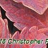 Solenostemon 'Colorblaze Marooned', leaves