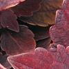 Solenostemon 'Colorblaze Marooned', leaves