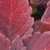 Solenostemon 'Colorblaze Marooned', leaves