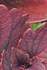 Solenostemon 'Colorblaze Marooned', leaves