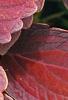 Solenostemon 'Colorblaze Marooned', leaves
