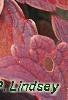 Solenostemon 'Colorblaze Marooned', leaves