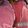 Solenostemon 'Colorblaze Marooned', leaves