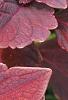 Solenostemon 'Colorblaze Marooned', leaves