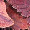 Solenostemon 'Colorblaze Marooned', leaves