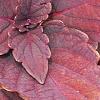 Solenostemon 'Colorblaze Marooned', leaves