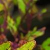 Plectranthus scutellarioides 'Cocoa Mint', leaves