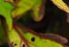 Plectranthus scutellarioides 'Cocoa Mint', leaves