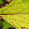 Plectranthus scutellarioides 'Cocoa Mint', leaves