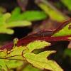 Plectranthus scutellarioides 'Cocoa Mint', leaves