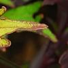 Plectranthus scutellarioides 'Cocoa Mint', leaves