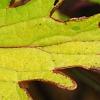 Plectranthus scutellarioides 'Cocoa Mint', leaves