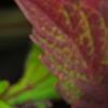Plectranthus scutellarioides 'Cocoa Mint', leaves