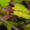 Plectranthus scutellarioides 'Cocoa Mint', leaves