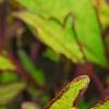 Plectranthus scutellarioides 'Cocoa Mint', leaves