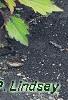 Plectranthus scutellarioides 'Flame Thrower Spiced Curry', habit