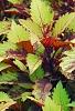 Plectranthus scutellarioides 'Flame Thrower Spiced Curry', habit