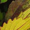 Plectranthus scutellarioides 'Flame Thrower Spiced Curry', leaves