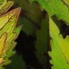 Plectranthus scutellarioides 'Flame Thrower Spiced Curry', leaves