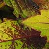 Plectranthus scutellarioides 'Flame Thrower Spiced Curry', leaves