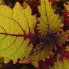 Plectranthus scutellarioides 'Flame Thrower Spiced Curry', leaves