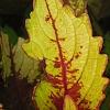 Plectranthus scutellarioides 'Flame Thrower Spiced Curry', leaves