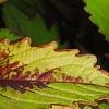 Plectranthus scutellarioides 'Flame Thrower Spiced Curry', leaves