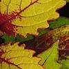 Plectranthus scutellarioides 'Flame Thrower Spiced Curry', leaves