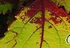 Plectranthus scutellarioides 'Flame Thrower Spiced Curry', leaves