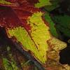 Plectranthus scutellarioides 'Flame Thrower Spiced Curry', leaves