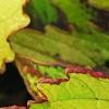 Plectranthus scutellarioides 'Flame Thrower Spiced Curry', leaves