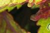 Plectranthus scutellarioides 'Flame Thrower Spiced Curry', leaves