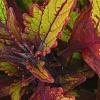 Plectranthus scutellarioides 'Flame Thrower Spiced Curry', leaves