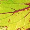 Plectranthus scutellarioides 'Flame Thrower Spiced Curry', leaves
