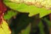 Plectranthus scutellarioides 'Flame Thrower Spiced Curry', leaves