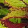 Plectranthus scutellarioides 'Flame Thrower Spiced Curry', leaves